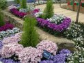 桂華の花